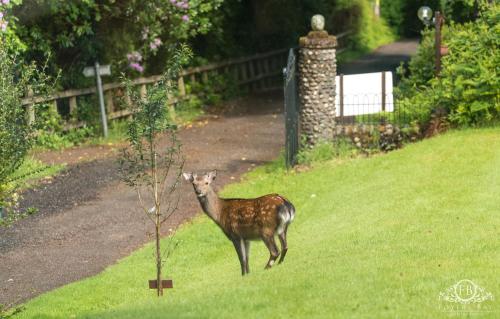 a deer standing in the grass next to a road at Foyers Bay Country House in Foyers