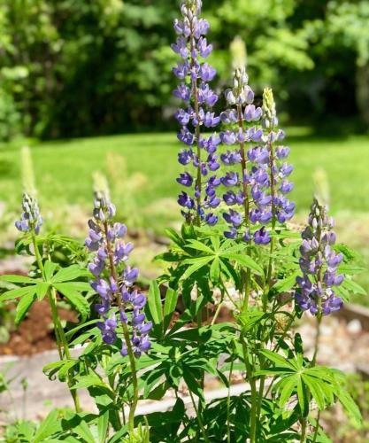 a bunch of purple flowers in a garden at The Craftsman Farmhouse with Modern Flair in Bethlehem