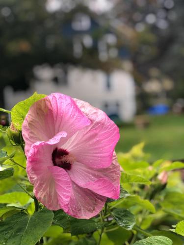 a pink flower on a bush with green leaves at The Craftsman Farmhouse with Modern Flair in Bethlehem