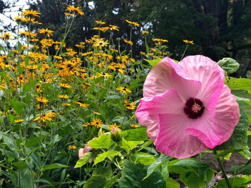 a pink flower in a field of yellow flowers at The Craftsman Farmhouse with Modern Flair in Bethlehem