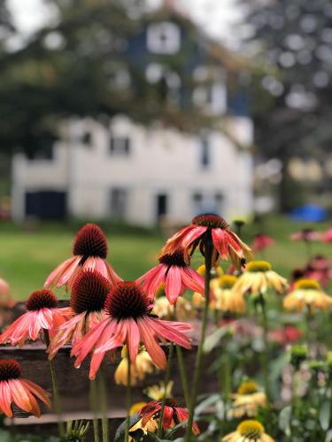 a group of pink flowers in a garden at The Craftsman Farmhouse with Modern Flair in Bethlehem