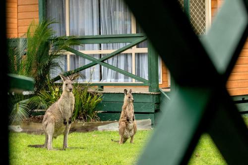 two meerkats standing in the grass in front of a house at BIG4 Moruya Heads Easts Dolphin Beach Holiday Park in Moruya