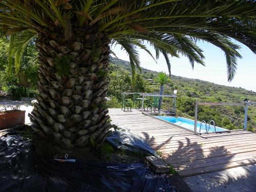 a palm tree sitting next to a swimming pool at Casita Mariposa Azul in Icod de los Vinos