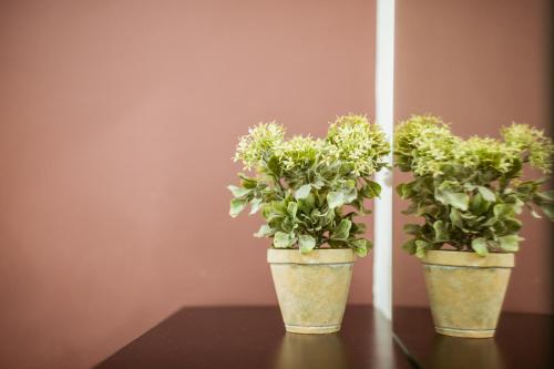 three potted plants sitting on top of a table at The Negev Hotel By Domus in Beer Sheva