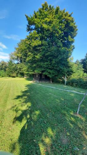 a large tree in the middle of a field at M&M Kuća za odmor in Vrbovec