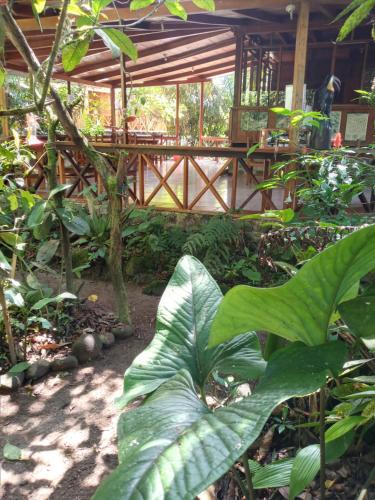 a large green plant in front of a restaurant at El Descanso in Mindo