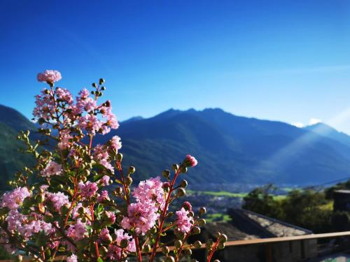 a bush of pink flowers with mountains in the background at Borgo Selvapiana in Morbegno