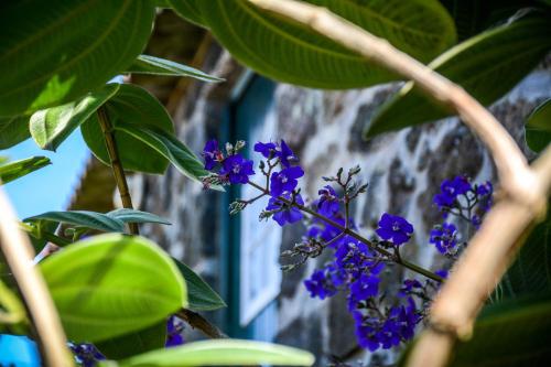 a plant with purple flowers in front of a window at Quinta dos Frutos in Santa Cruz da Graciosa