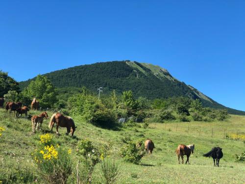 a herd of horses grazing in a field with a mountain at Hotel Pietrapanna in Calvello