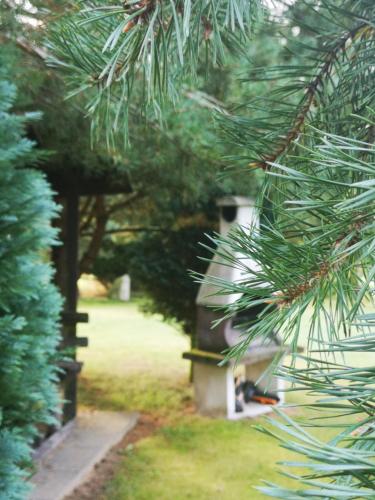 a group of pine trees in a yard at Dom wczasowy Rychertówka in Grzebieniec