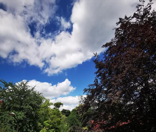 a group of trees and a blue sky with clouds at Chillout-aparts in Świeradów-Zdrój