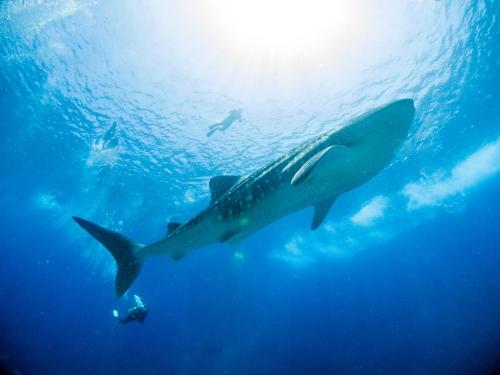 a whale shark swimming in the ocean under the water at TME Retreats Dhigurah in Dhigurah