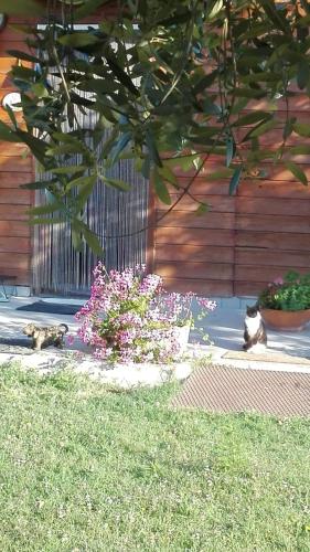 two cats sitting on a sidewalk next to a fence at 'O Chalet in Pozzuoli