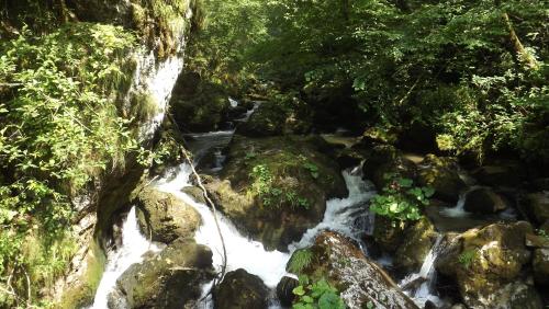 a stream in the jungle with rocks and trees at Casa de oaspeti Boga in Pietroasa