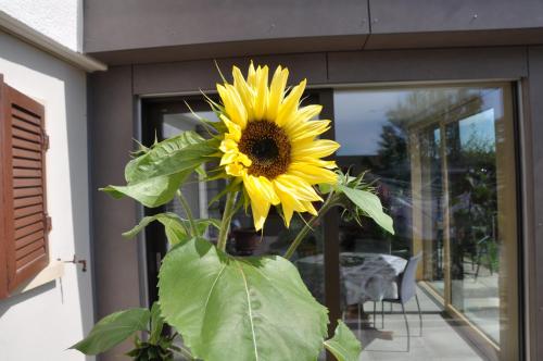 a yellow sunflower in a vase in front of a door at La Ruche in Tramelan