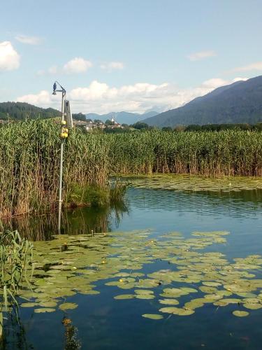 a pond with lily pads in the water at Landhaus Tirol in Presseggersee