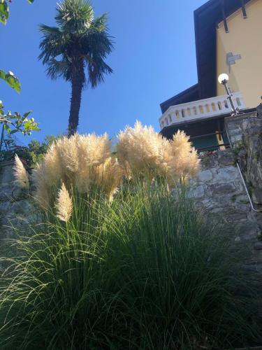 a palm tree in front of a building with tall grass at Villa Silvana in Perledo