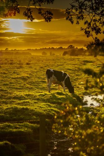 a cow grazing in a field at sunset at Midtown Farm Bed & Breakfast in Easton