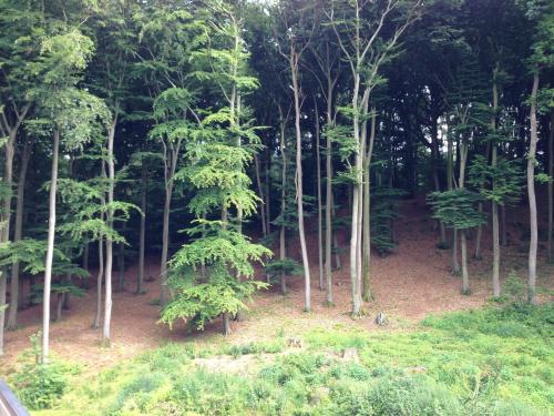 a group of trees in the middle of a forest at Waldhotel Porta Westfalica in Porta Westfalica