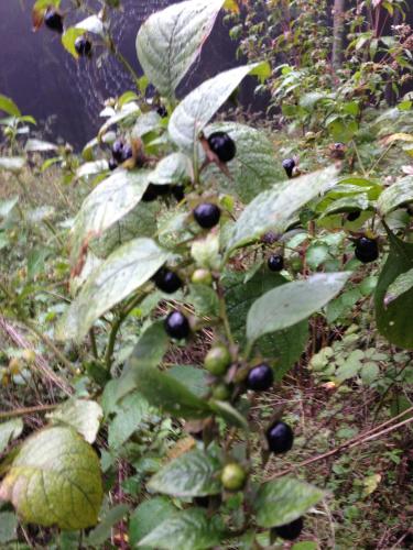 a plant with lots of black berries on it at Waldhotel Porta Westfalica in Porta Westfalica