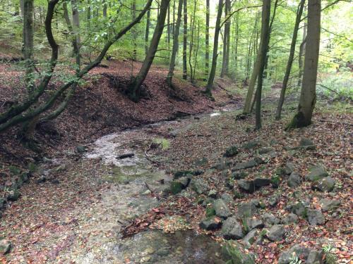 a stream in the woods with trees and rocks at Waldhotel Porta Westfalica in Porta Westfalica