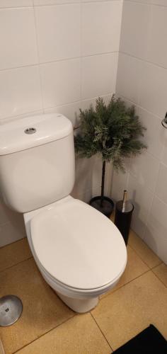 a white toilet in a bathroom with a potted plant at Orlando - Tenerife Sur in Adeje