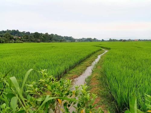 a field of green grass with a dirt road at บวกบัววิวรีสอทร์ in Nan