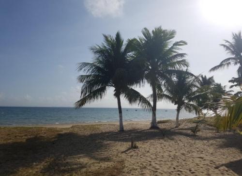 dos palmeras en una playa de arena cerca del océano en Aluga-se apartamento em Ponta de Areia, en Itaparica