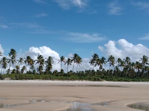 un grupo de palmeras en una playa en Cantinho da Paz, en Ilhéus