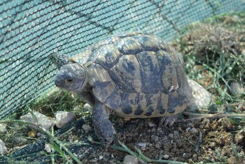 a small turtle is standing next to a fence at Savršen odmor u Villa Ivona in Zadar