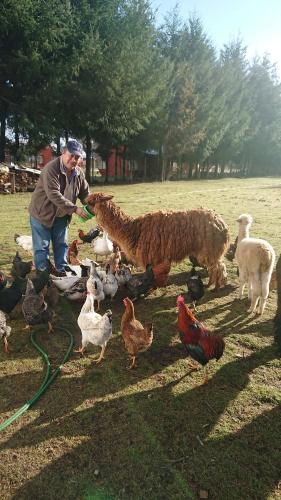 a man with a dog and a flock of chickens at Coñaripe Kuyen Mapu Cabañas in Coñaripe
