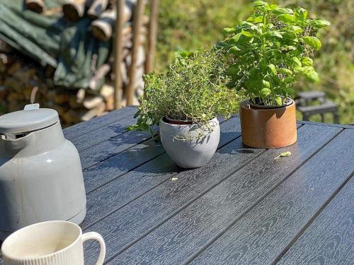 deux plantes en pot sur une table avec une tasse de café dans l'établissement 4 person holiday home in L s, à Læsø