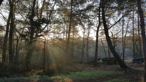 een uitzicht op een bos met de zon die door de bomen schijnt bij L'atelier des Fées de l'Aff in Paimpont