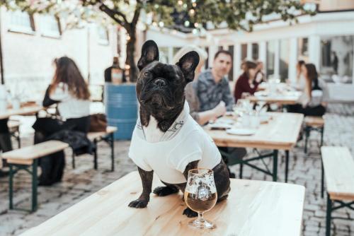 a dog sitting on a table holding a glass of wine at Botanika Uppsala in Uppsala