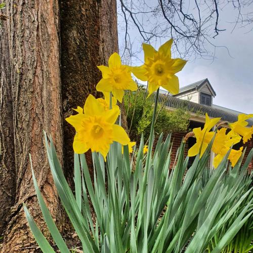 a bunch of yellow daffodils in front of a tree at The Lancefield Lodge in Lancefield