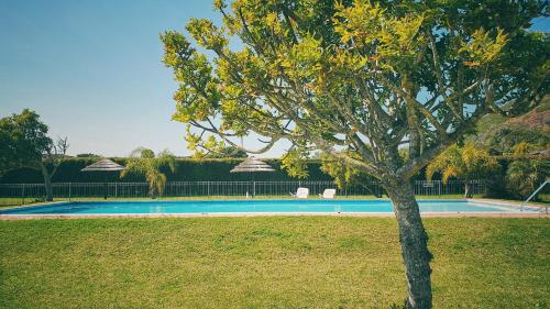 a tree in the grass next to a swimming pool at Ellipsis Cottage in Knysna