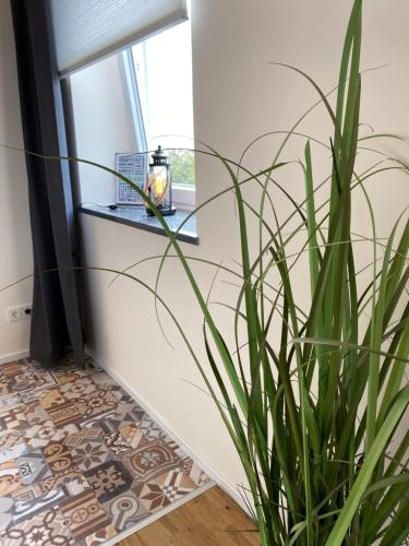 a plant in a room with a window at Bauernhaus Loth - exklusive Ferienwohnungen in Mitlosheim