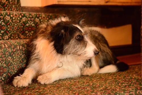 a brown and white dog laying on a couch at Badgers Hall in Chipping Campden