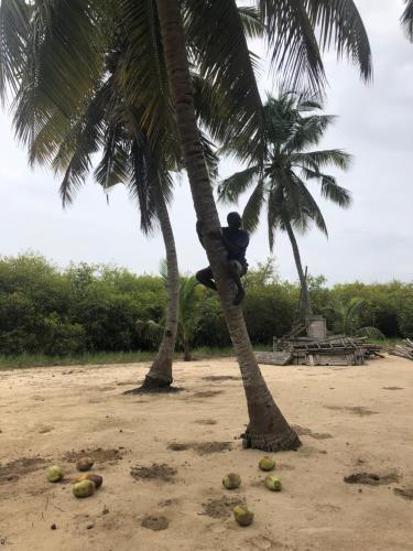 a person sitting in a coconut tree on the beach at Natura luxury red house in Ouidah