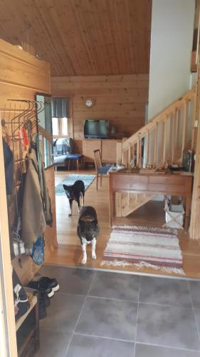 a couple of cats standing in a room at Savutaival in Pello