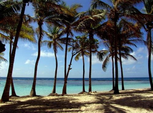 a group of palm trees on a beach with the ocean at La Rose du Bresil Marie-Galante in Capesterre-de-Marie-Galante