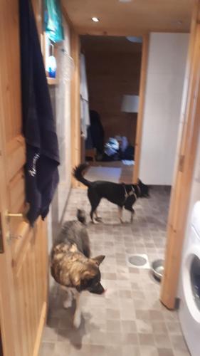 a cat and two dogs walking in a hallway at Savutaival in Pello