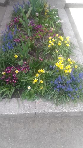 a bunch of flowers in a flower garden at Passiflora in Voineasa