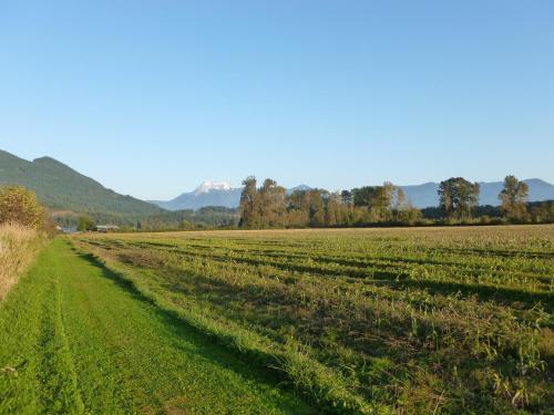 a field of crops with mountains in the background at Harrison Hammond House Farmstay in Harrison Mills