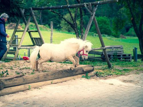 a small white pony walking on a wooden board at Ennerla Hof in Pottenstein