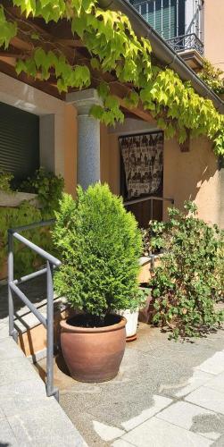 a group of potted plants sitting outside of a building at Casa del Portalón in Ituero y Lama