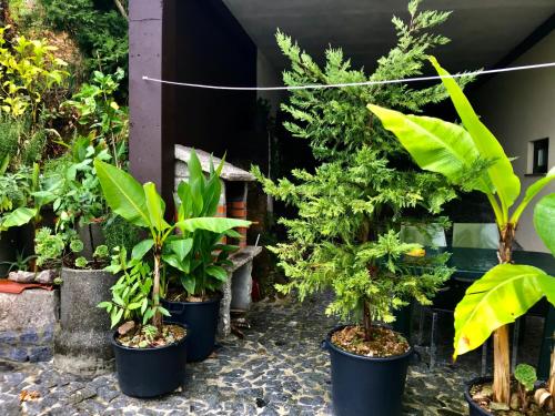 a group of plants in pots on a patio at Casa de Casarelhos - "Gerês" - Estúdio piso 0 - Apartamento Piso 1 in Geres