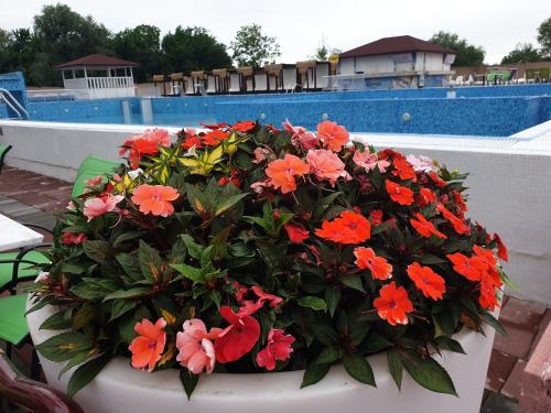 a pot of flowers sitting next to a pool at Flamingo Resort in Belgrade