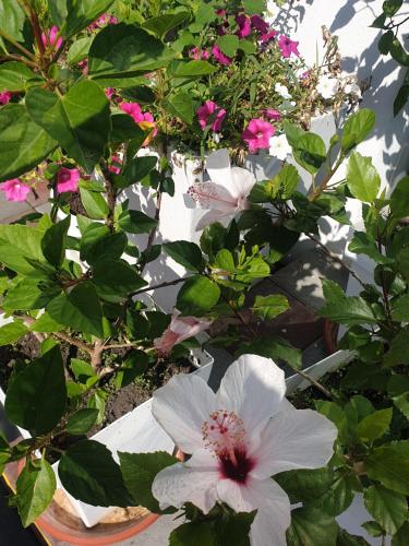 a group of pink flowers in a white vase at Flamingo Resort in Belgrade