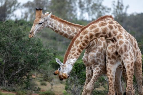 ロッジの敷地内または近くにいる動物